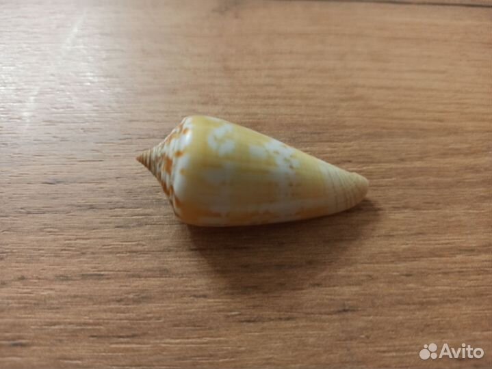 Морская раковина