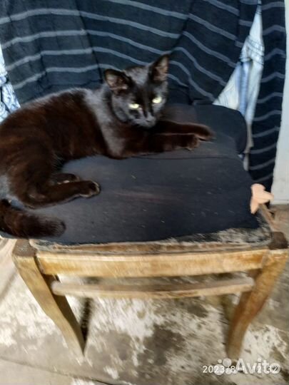 В добрые руки