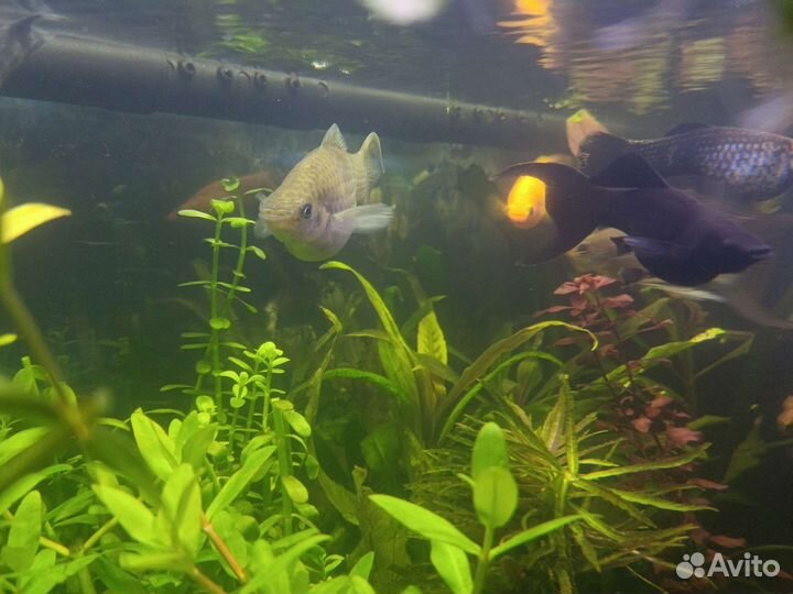 Рыбки аквариумные
