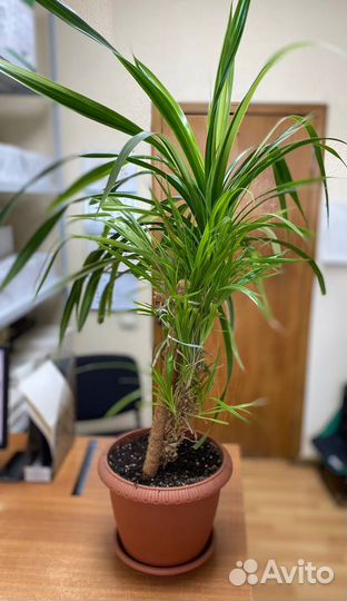 Комнатный цветок Панданус