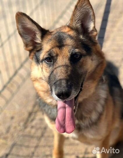 Немецкая овчарка в дар