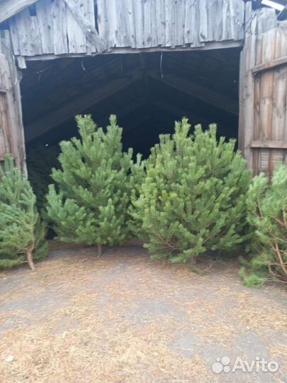 Сосна новогодняя оптом