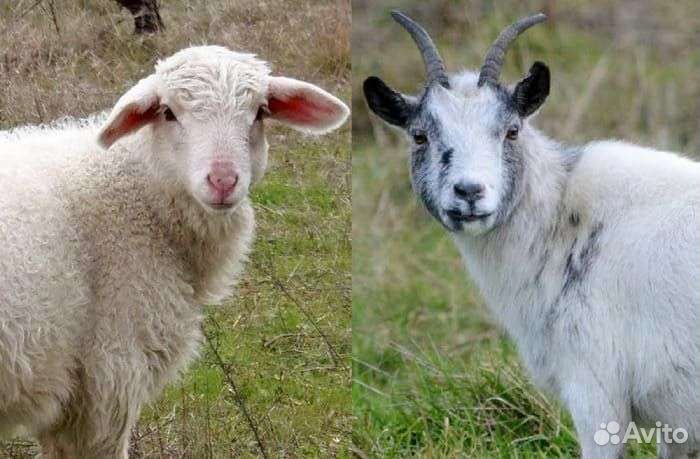 Овцы и козлята