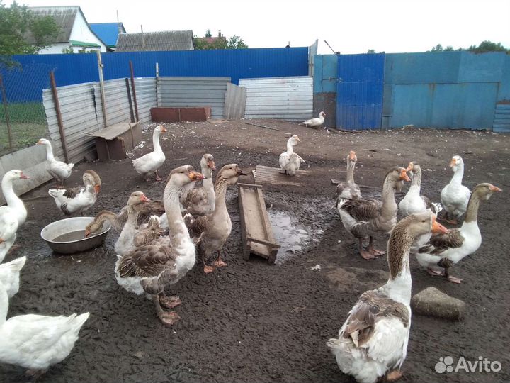 Гуси домашние на племя