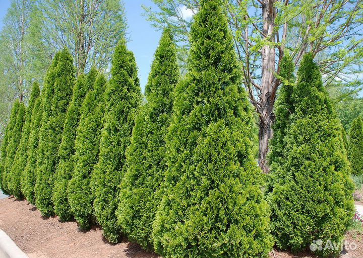 Туи с доставкой и посадкой