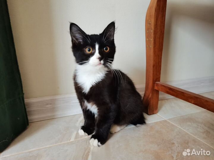 Курильский бобтейл котята