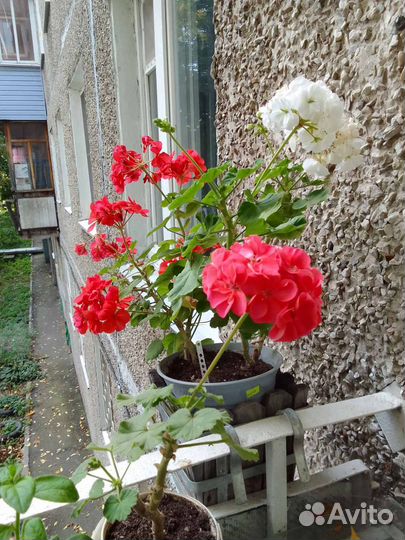 Растения для дома и дачи