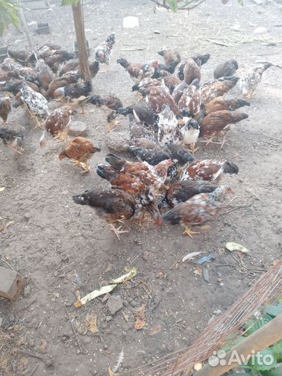 Ливенская ситцевая