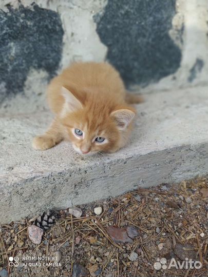 Кошки в добрые руки бесплатно