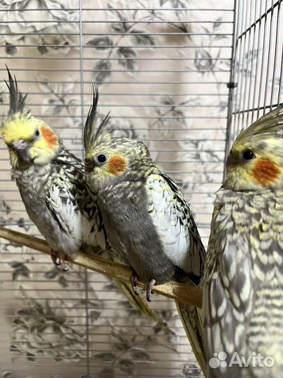 Попугай Корелла