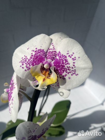 Орхидея Anmio gentleman