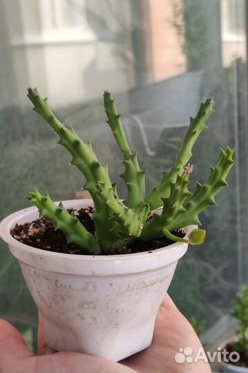 Коллекция суккулентов-адромискус, гуэрния,крассула