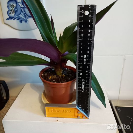 Традестанция Рэо