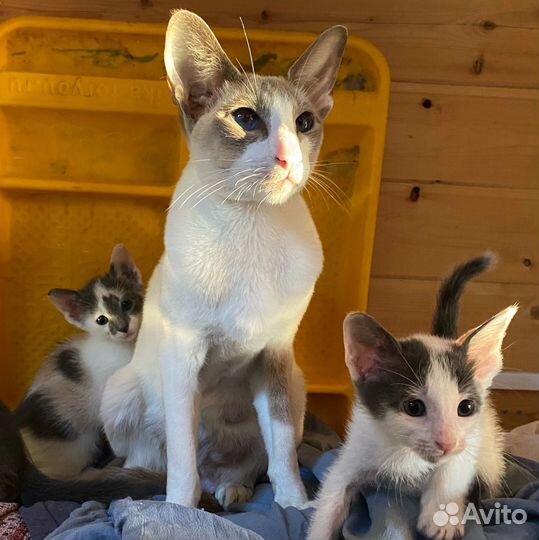 Котята в добрые руки