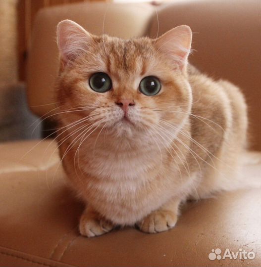 В добрые руки молодая кошечка