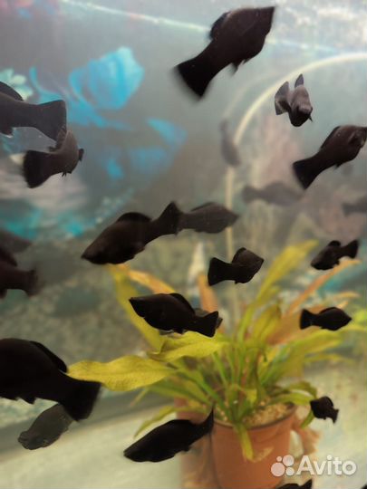 Живая рыба велифера черные