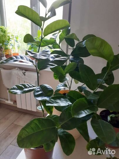 Цитрусовые