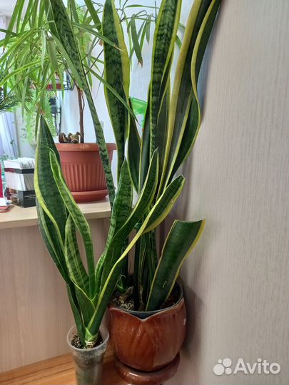 Сансевиерия Лауренти