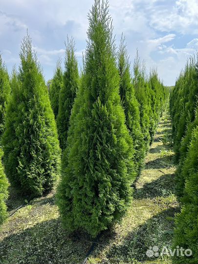 Туи смарагд