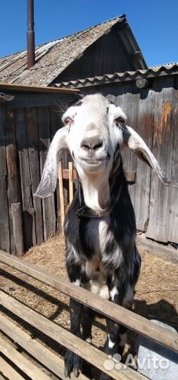 Услуги козла