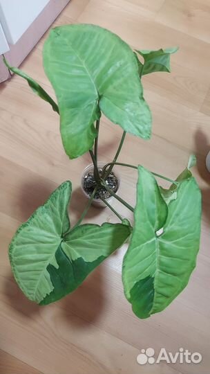 Аглаши и др