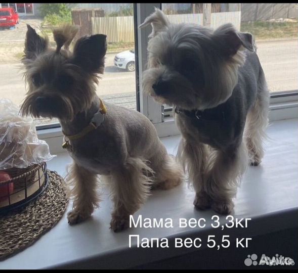 Обонятельный щенок