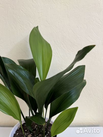 Аспидистра