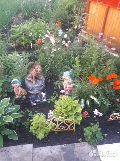 Многолетние цветы для сада