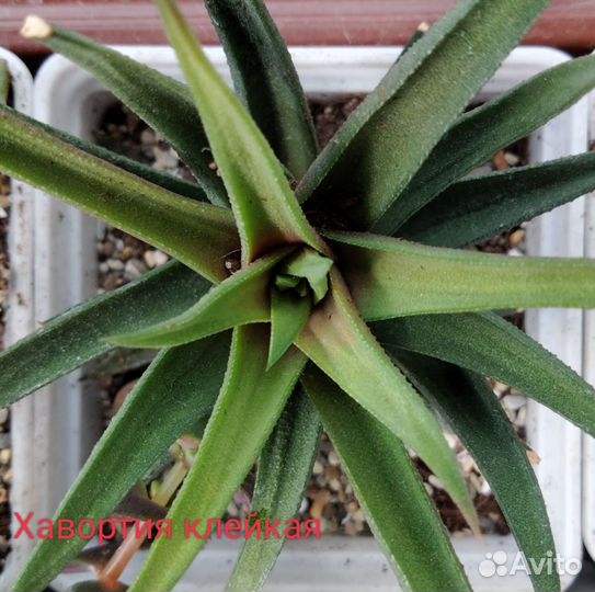 Кактусы и суккуленты. Суккуленты 8 штук в набор