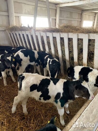 Телята, телки и бычки крс