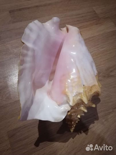 Морские обитатели