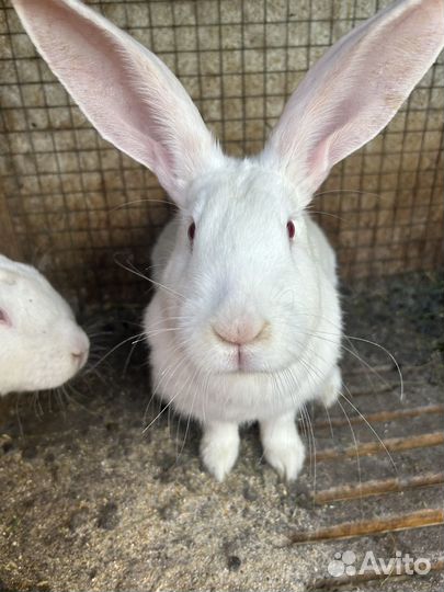 Кролики великаны