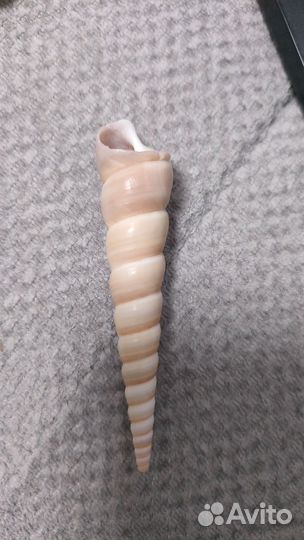 Ракушка морская (Турителла Теребра)