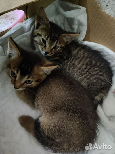 Кошка в дар