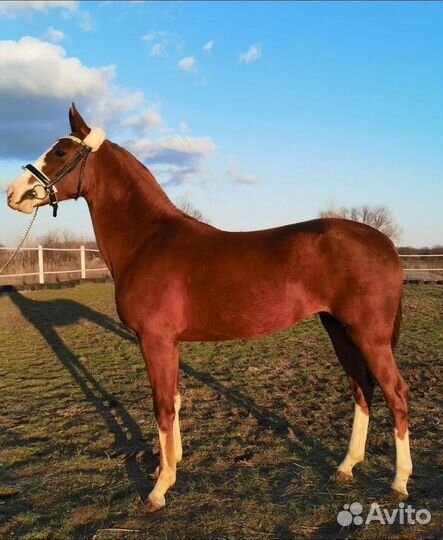 Лошади на продажу