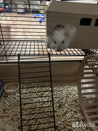 Сирийский хомяк с клеткой