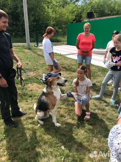 Услуги кинолога