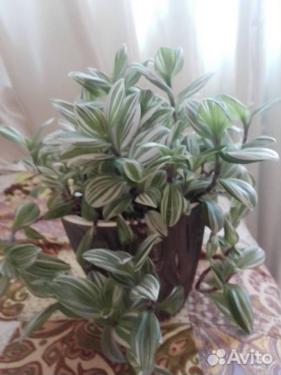 Традесканция в кашпо