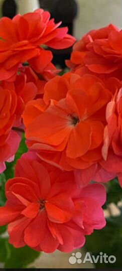 Пеларгония герань PG ZA rosi и PAC foxy