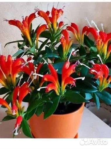 Эсхинантус жар птица