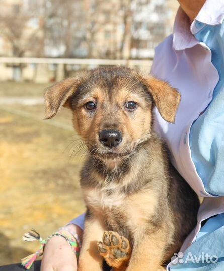 Щенок в добрые руки