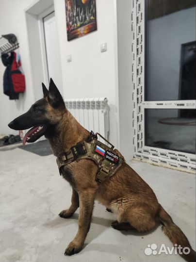 Собака малинуа