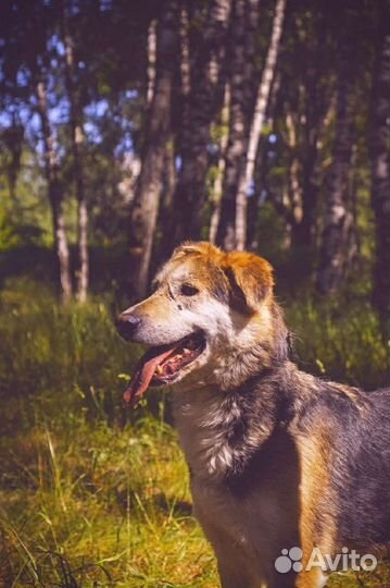 Спасите собаку из приюта