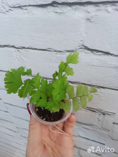 Папоротники