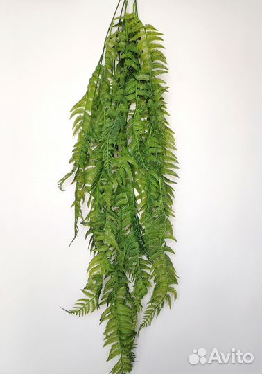 Растения для мероприятий папоротник опт