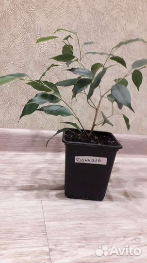 Бенджамина