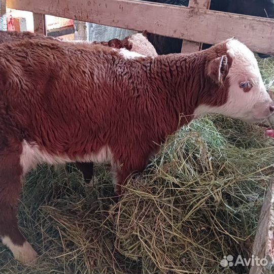 Бычки и телята мясного направления