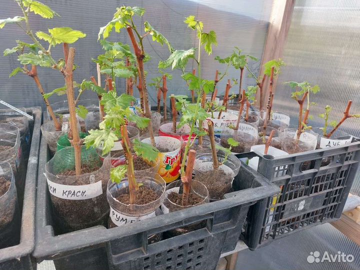 Саженцы и черенки винограда