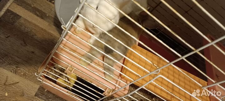 Декоративные кролики