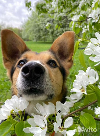 Собака в добрые руки